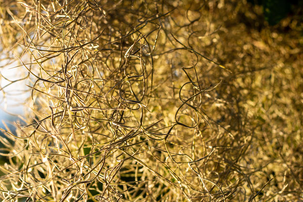 Détail Spanish moss Crédit photo @Ulysse