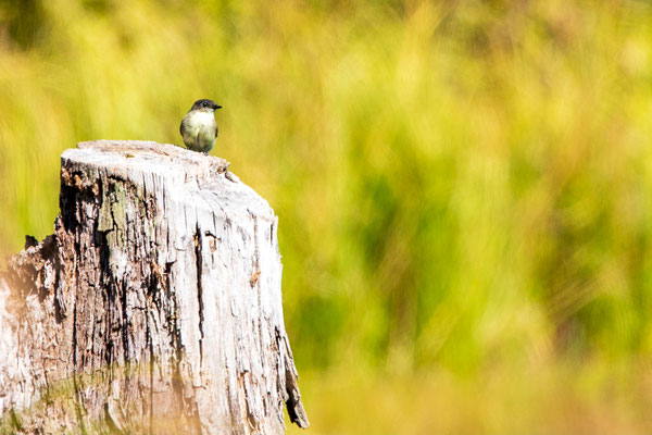 Moucherolle phébi (Eastern Phoebe). Crédit photo @Laëtitia