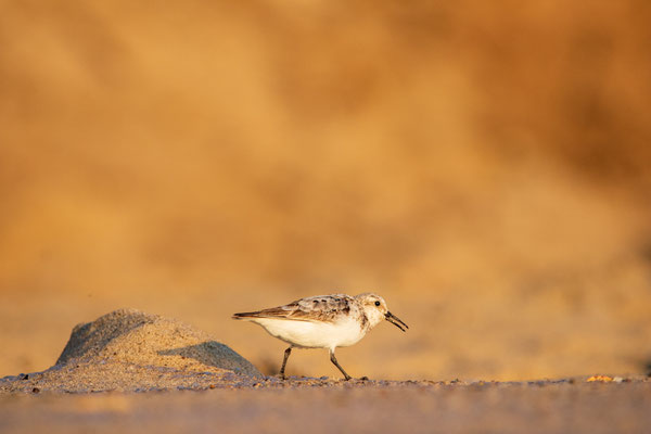 Bécasseau sanderling Crédit Photo @Laëtitia