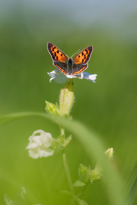 Cuivré commun (small copper) Crédit Photo @Laëtitia