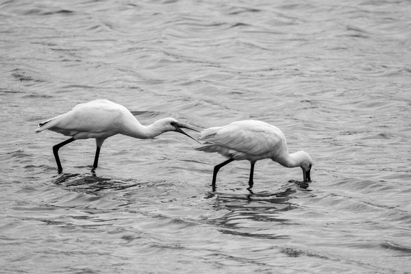 Spatules blanches -  parc du Marquenterre