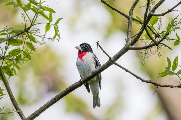 Cardinal à poitrine rose (Rose Breasted Grosbeak) Schodack Island State Park - Crédit photo @Laetitia