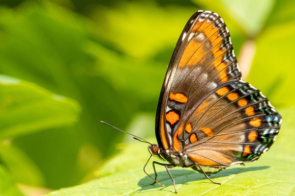 Red spotted purple 