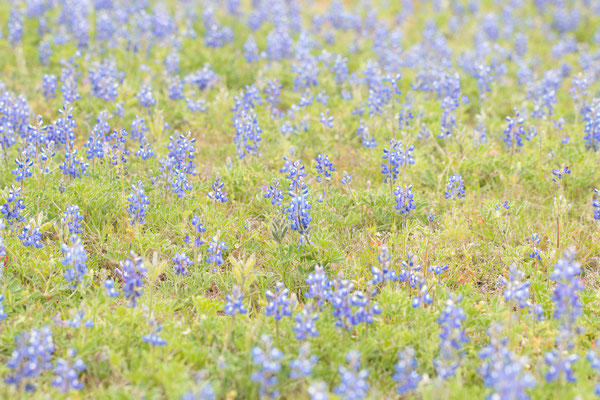 Nail creek unit et ses champs de lupin