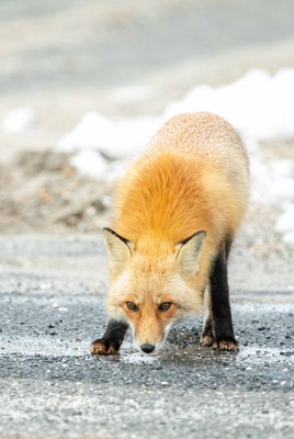 Renard, Island Beach SP, NJ