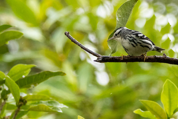 la paruline Noir et Blanc qui utilise une feuille en guise de parapluie (Black and white warbler)