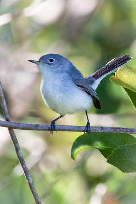 Gobemoucheron gris-bleu. Paurotis Pond. Crédit photo @Laetitia