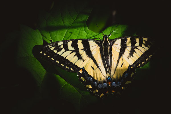 Papillon glauque (Eastern tiger swallowtail) Crédit Photo @Laëtitia