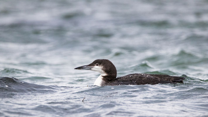 Plongeon huard, Biddeford