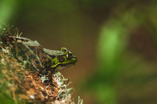 Grenouille verte à Rock Lake. Crédit Photo @Laetitia