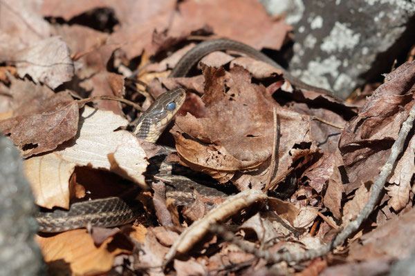 Gartner Snake avec les yeux bleus d'avant-mue. Canon EOS 80D, EF 70-300mm f/4-5.6 IS II USM à 219mm, f/8, 1/320 s, 640 ISO