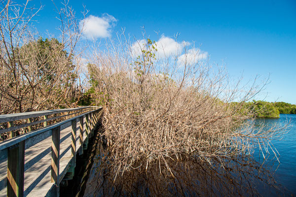 Les mangroves. West lake trailhead Crédit photo @Ulysse
