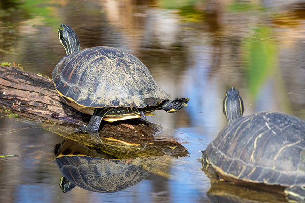 Peninsula cooter. Crédit photo@Laetitia