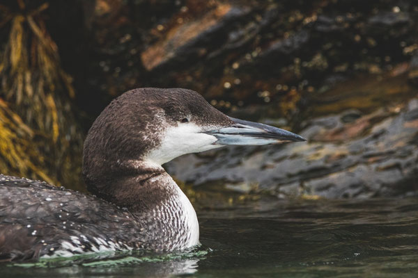 Plongeon huard, Biddeford