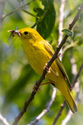 Paruline jaune à l'heure du repas, Five rivers, NY, USA