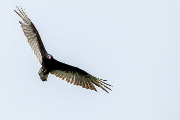 Un Urubu à tête rouge (Turkey vulture) lors de mon inventaire de merle bleu pour le Climate Watch