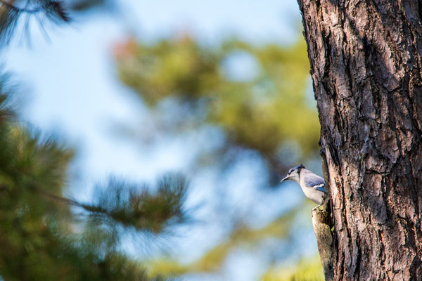 Geai bleu (blue Jay). Crédit photo @Laëtitia