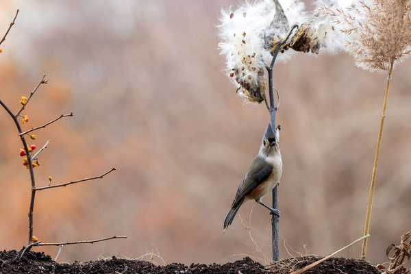 Mésange bicolore