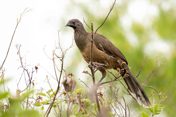 Ortalide chacamel - Bentsen-Rio Grande Valley