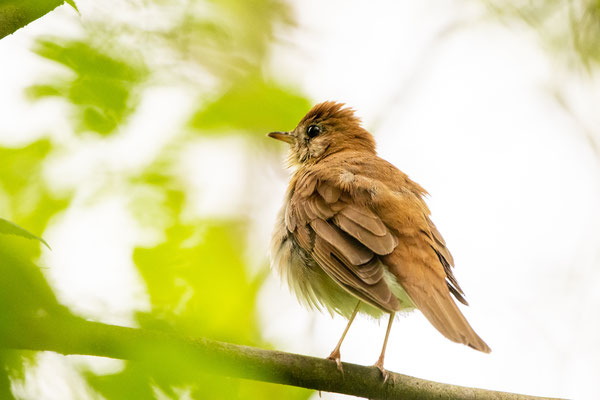 Grive fauve (Veery) Schodack Island State Park - Crédit photo @Laetitia