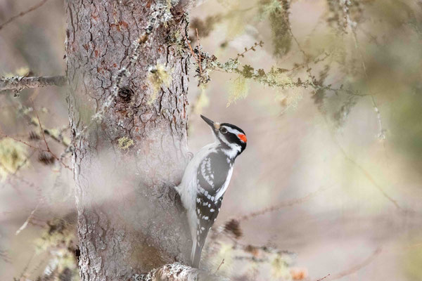 Pic mineur (Downy Woodpecker), Bloomingdale bog, Adirondacks, NY