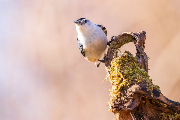 Sitelle à poitrine blanche (white breasted nuthatch). Crédit photo@Laetitia