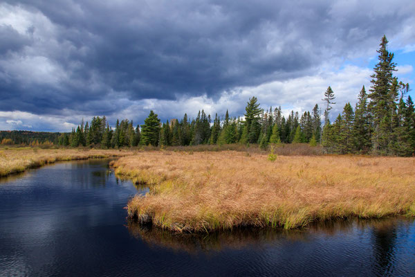 Bloomingdale Bog - Crédit photo @Laëtitia