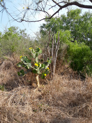 Santa Ana Wildlife National Refuge