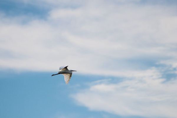 Grande Aigrette (Great egret) Crédit photo @Laëtitia