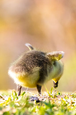 Bernache du Canada (Canada Goose) Five rivers - Crédit photo @Laetitia