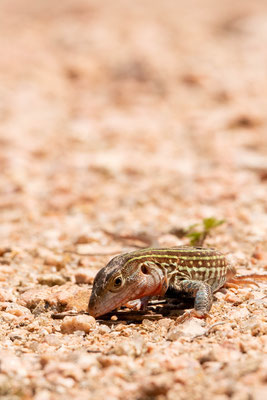 Cnemidophorus gularis (Texas spotted whiptail) - Sabal Palm Sanctuary.