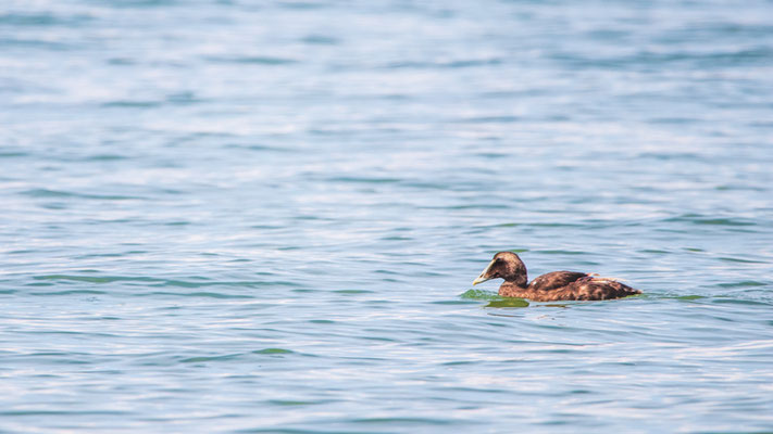 Eider Crédit photo @Laëtitia