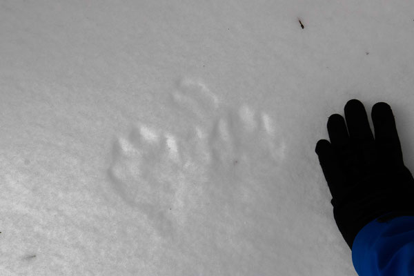 Traces de lynx?? Avalanche Lake trail, Adirondacks, NY