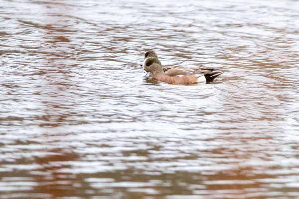 Canard d'Amérique qui ressemble à notre canard siffleur d'Europe à s'y méprendre. American wigeon. Crédit photo@Laetitia