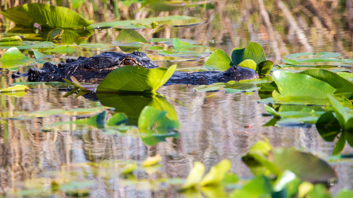 Alligator (le deuxième, ...)  Crédit photo @Laetitia