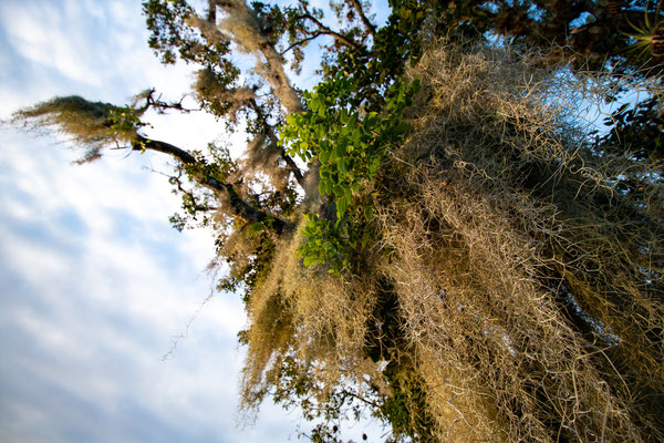 Spanish Moss Crédit photo @Ulysse