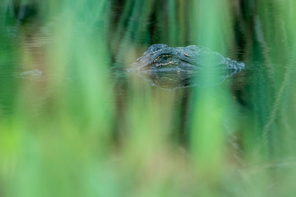 Alligator version camouflée Crédit photo @Laetitia