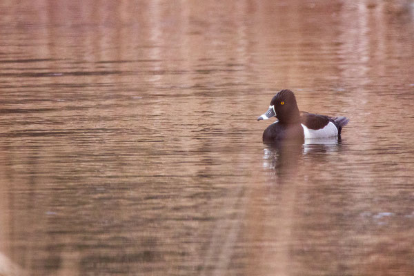 Fulligule à collier. Ring-necked duck. Crédit photo@Laetitia