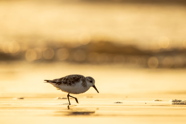 Passion limicole: Bécasseau Sanderling