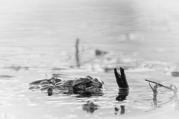 Partie de jambes en l'air pour les grenouille des bois. Dyken Pond Crédit photo@Laëtitia