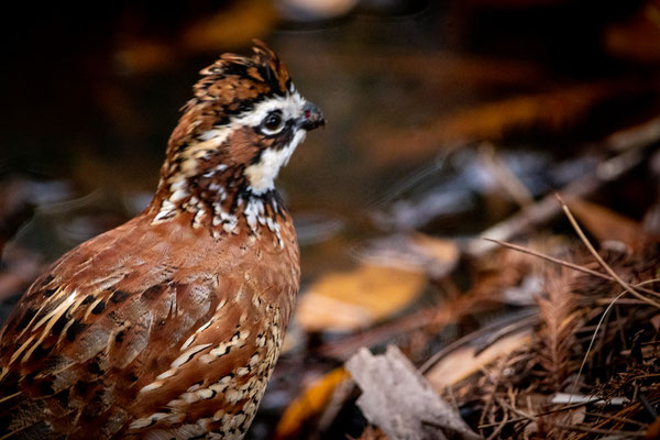 Colin de Virginie (Northern Bobwhite). Crédit photo@Laetitia