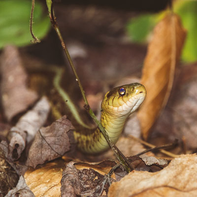 Garter Snake à Rock Lake. Crédit Photo @Laetitia