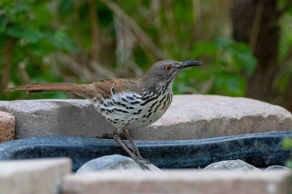 Moqueur à bec courbe(Curve-billed Thrasher) Hugh Ramsey Nature Park