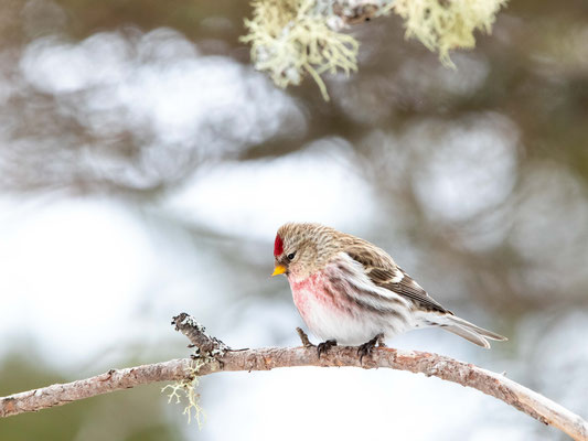 Sizerin flammé (Common Redpoll), Bloomingdale bog, Adirondacks, NY