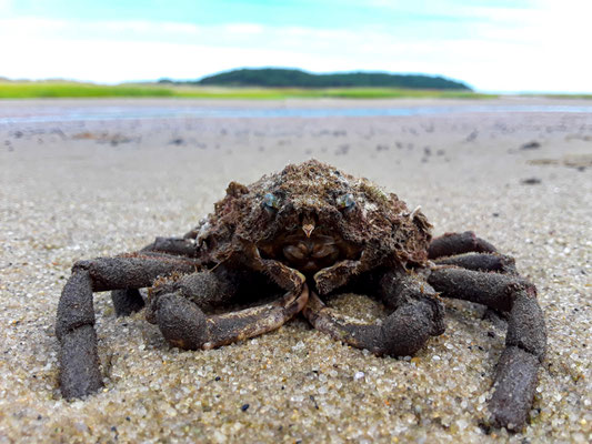 Crabe araignée. Crédit photo @Laëtitia