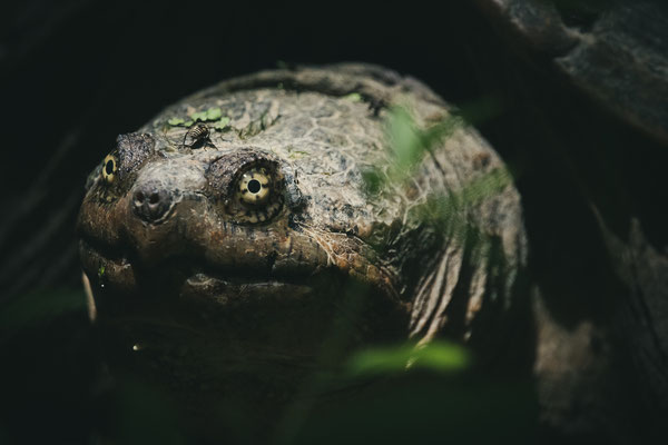 Voyage dans le temps avec la tortue serpentine et son aspect dinosaure, Five rivers, NY, USA