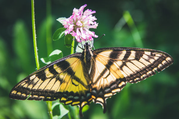 Papillon glauque (Eastern Tiger swallowtail) Crédit Photo @Laëtitia