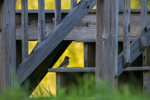 Moucherolle phébi (eastern Phoebe) Five rivers - Crédit photo @Laëtitia