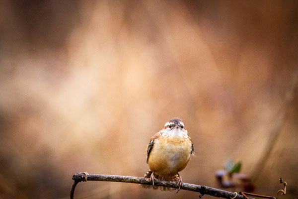 Troglodyte de Caroline (Carolina Wren) Crédit photo @Laëtitia