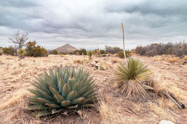 Agave à gauche et Yucca à droite